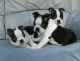 Boston Terrier Puppies for sale in Charleston, SC, USA. price: NA