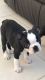 Boston Terrier Puppies for sale in Jersey City, NJ, USA. price: NA