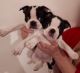 Boston Terrier Puppies for sale in Garden Grove, CA, USA. price: NA