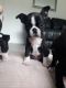 Boston Terrier Puppies for sale in Dallas, TX 75204, USA. price: NA