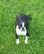 Boston Terrier Puppies for sale in Deer Meadows, WA 99122, USA. price: NA