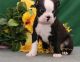 Boston Terrier Puppies for sale in Houston, TX, USA. price: NA