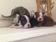 Boston Terrier Puppies for sale in Pittsburgh, PA, USA. price: $400