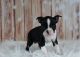 Boston Terrier Puppies for sale in Sacramento, CA 95834, USA. price: NA