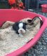 Boston Terrier Puppies for sale in Springfield, IL, USA. price: NA