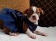 Boston Terrier Puppies for sale in Odessa, MO 64076, USA. price: $1,000