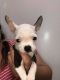 Boston Terrier Puppies for sale in Orange City, FL, USA. price: $850
