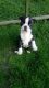 Boston Terrier Puppies for sale in Pittsburgh, PA, USA. price: $400