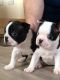 Boston Terrier Puppies for sale in Cotati, CA 94931, USA. price: $450