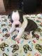 Boston Terrier Puppies for sale in Riley, MI 48041, USA. price: $1,200