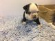 Boston Terrier Puppies for sale in Squaw Valley, CA, USA. price: NA