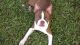 Boston Terrier Puppies for sale in Orange City, FL, USA. price: $800