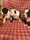 Boston Terrier Puppies for sale in Woodland, MI 48897, USA. price: NA