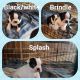 Boston Terrier Puppies for sale in Dayton, TN 37321, USA. price: NA