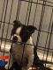 Boston Terrier Puppies for sale in Detroit, MI, USA. price: $700