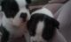 Boston Terrier Puppies for sale in Spokane, WA, USA. price: $750
