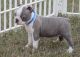 Boston Terrier Puppies for sale in Bessemer, AL, USA. price: NA