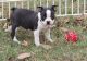 Boston Terrier Puppies for sale in Middle River, MD, USA. price: $500