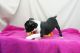 Boston Terrier Puppies for sale in Bowling Green, KY, USA. price: NA