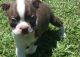 Boston Terrier Puppies for sale in Green Bay, WI, USA. price: NA