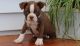 Boston Terrier Puppies for sale in Birmingham, AL 35232, USA. price: NA