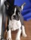 Boston Terrier Puppies for sale in Menomonie, WI 54751, USA. price: NA