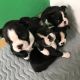 Boston Terrier Puppies for sale in Houston, TX, USA. price: $400