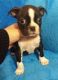 Boston Terrier Puppies for sale in Cleveland, NC 27013, USA. price: $800