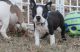 Boston Terrier Puppies for sale in Albuquerque, NM 87125, USA. price: $500