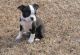 Boston Terrier Puppies for sale in Norwich, CT, USA. price: NA