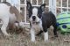 Boston Terrier Puppies for sale in Poland, ME 04274, USA. price: NA