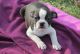 Boston Terrier Puppies for sale in Springfield, MA 01119, USA. price: $500