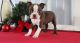 Boston Terrier Puppies for sale in Bexley, OH 43209, USA. price: $500