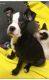 Boston Terrier Puppies for sale in Pomeroy, OH, USA. price: NA