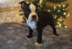 Boston Terrier Puppies for sale in Little Rock, AR 72206, USA. price: NA