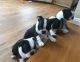 Boston Terrier Puppies for sale in Portland, OR, USA. price: NA