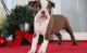 Boston Terrier Puppies for sale in Columbus, OH, USA. price: NA