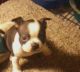 Boston Terrier Puppies for sale in Granville, OH, USA. price: NA