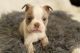 Boston Terrier Puppies for sale in Bowling Green, KY, USA. price: NA
