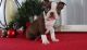 Boston Terrier Puppies for sale in Mountain Brook, AL 35259, USA. price: NA