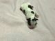Boston Terrier Puppies for sale in Cleveland, TX, USA. price: $800