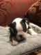 Boston Terrier Puppies for sale in Cohutta, GA 30710, USA. price: NA
