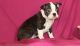Boston Terrier Puppies for sale in Fall River, MA 02721, USA. price: $600
