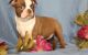 Boston Terrier Puppies for sale in Portland, OR 97213, USA. price: NA