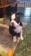 Boston Terrier Puppies for sale in Britton, MI 49229, USA. price: $1,000