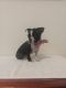 Boston Terrier Puppies for sale in San Antonio, TX 78253, USA. price: NA