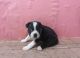 Boston Terrier Puppies for sale in Calabasas, CA, USA. price: NA