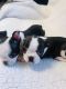 Boston Terrier Puppies for sale in Penn Ave, Pittsburgh, PA, USA. price: $250