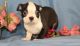 Boston Terrier Puppies for sale in Louisville, KY 40221, USA. price: $500
