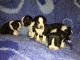 Boston Terrier Puppies for sale in Visalia, CA, USA. price: NA